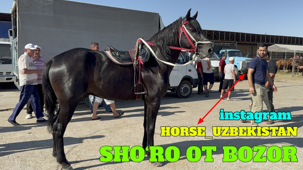 SHO‘RO OT BOZOR! HORSE MARKET! MEXMONIMIZ 👉HORSE_UZBEKISTAN👈 INSTAGRAM BLOGIRI. JANJAL TO‘PALON😱