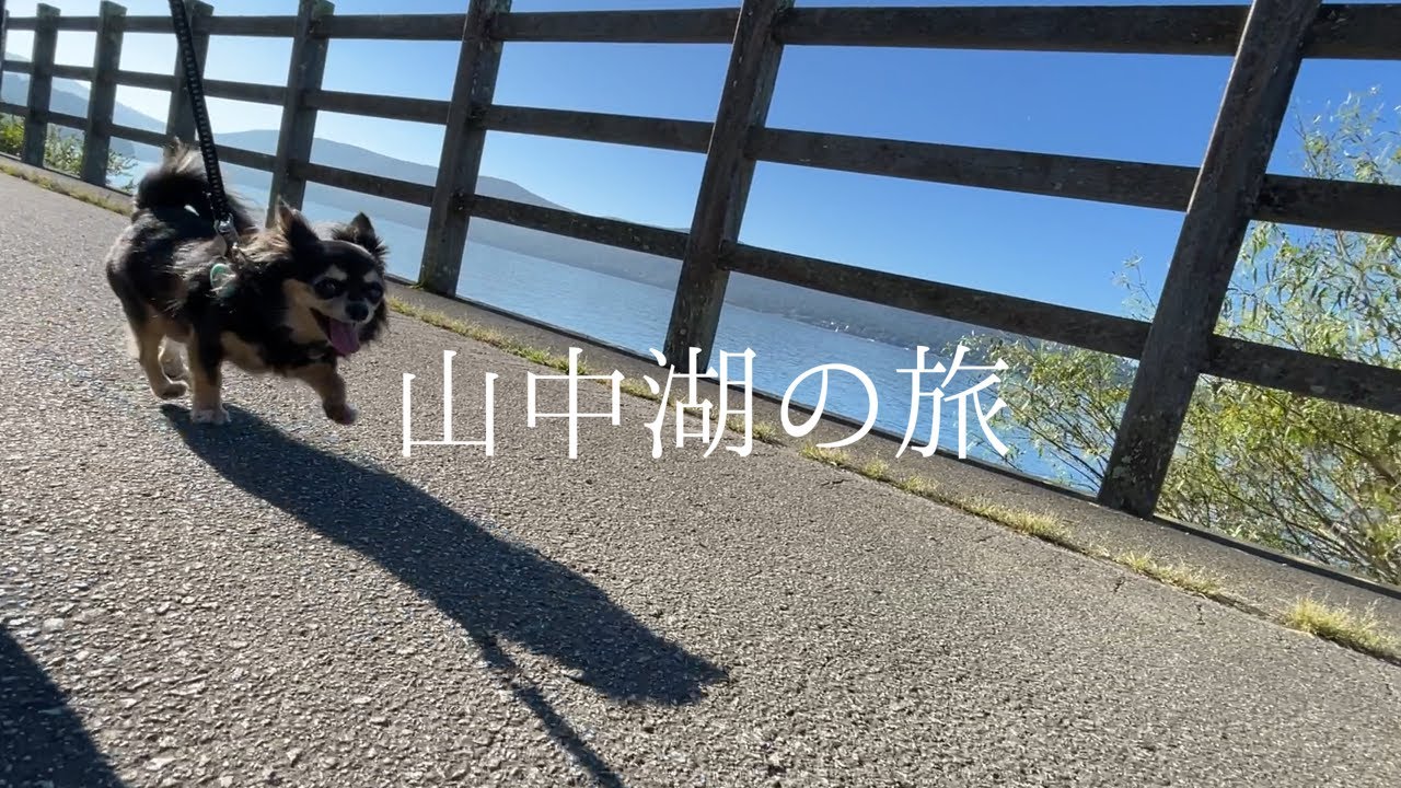 【山中湖 #1】元保護犬チワワとのんびり山中湖グルメ旅🐶🚙（1日目）…ｗ #チワワ#保護犬［vlog］