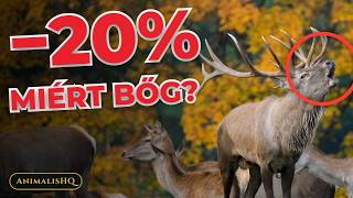 Why does a stag roar if it can lose up to 20% of its weight? The roar's SECRET