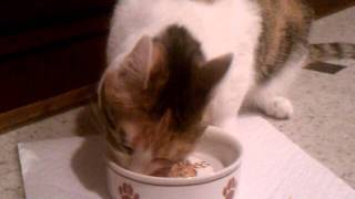 Maggie Kitten Is Hungry