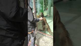 Нафаня орангутан показывает представление