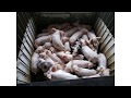 Обновление поголовья. Содержание свиней на ферме Pig-farm.