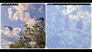 JC26 and JC27, an evening together 19.06.2026 ETSU Eagle Cameras Johnson City Cam 1 / Cam 3