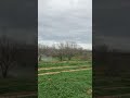 Hog Tannerite Fun