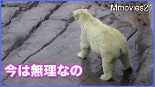 しびれて動けないララ、滑るリラ、ひょっこりキャンディ　Polar Bears in the rain