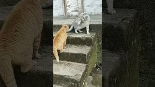 Cutest get fight 😍🥹