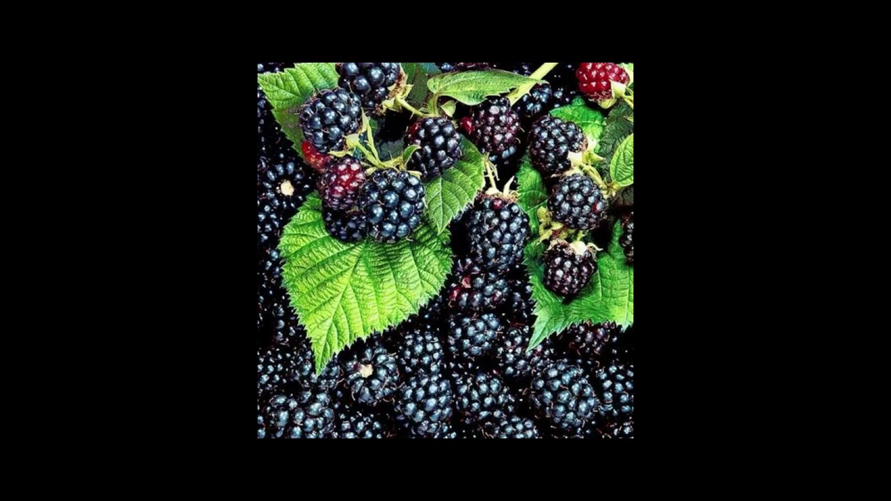 The CA Indigenous Uses of Native Plants