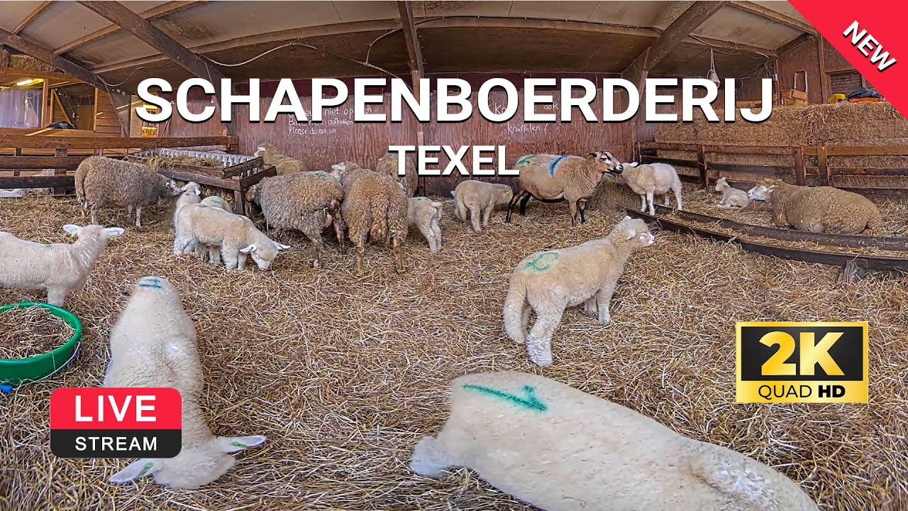 Schapenboerderij Texel | Lammetjes op Texel | webcam live 2K | Texelinformatie.NL