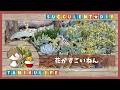 【多肉植物】花芽がわっさりだったので…✂︎【succulent】