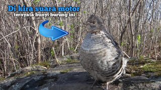 5 jenis burung cantik bersuara unik dan lucu  no 4 mirip suara mantan