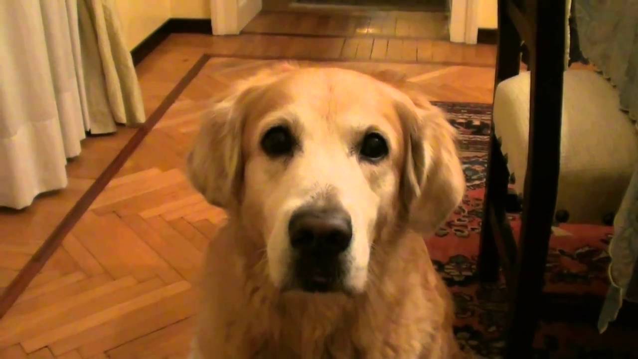 Cane che parla [IN ITALIANO]!!!!!!!!!!!!!!!!!!!!!!! YouTube