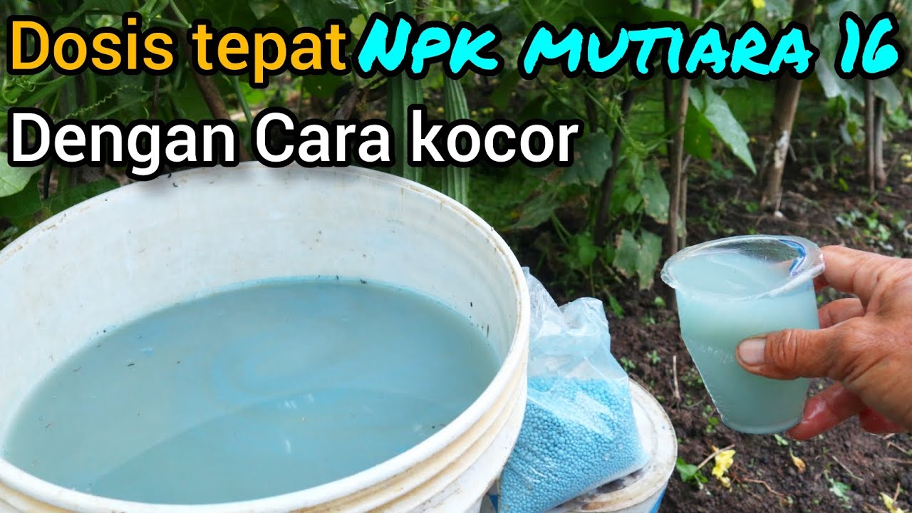 Inilah!!! Dosis yang tepat NPK mutiara 16 dengan cara kocor untuk tanaman muda