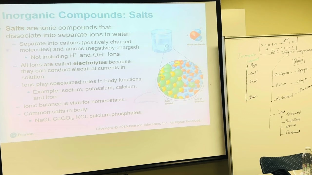 Human A&P1:Chapter 2:Part 2: Biochemistry