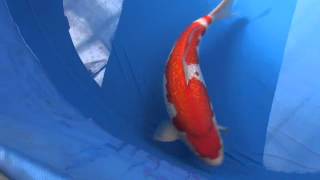 岡山桃太郎鯉２０１２年１０月５日Auction　Ｎｏ.82　銀鱗紅白　２才　55ｃｍ