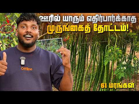 ஊரில் யாரும் எதிர்பார்க்காத முருங்கைத் தோட்டம்! 😱🔥 | Drumstick Garden | Pavaneesan Pasumai