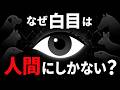 なぜ人間だけが「白目」を持つのか?【データストーリーテリング】