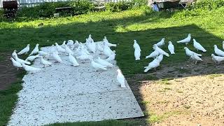 В гостях у Вячеслава Бакинские Старопородные голуби 🕊️ #pigeonsflying #animal #pigeon #birds