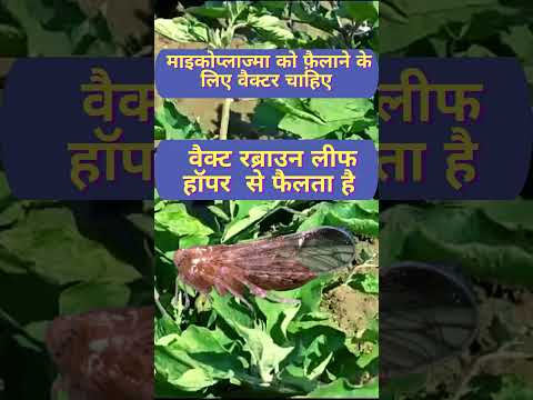 #agriculture #eggplant #viral