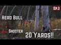 Last chance Colorado, Bull frontal!! |Archery Elk 2021