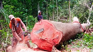 NASIB BAIK MASIH MENYERTAI ‼️Menebang pohon mahoni besar hampir kecelakaan fatal