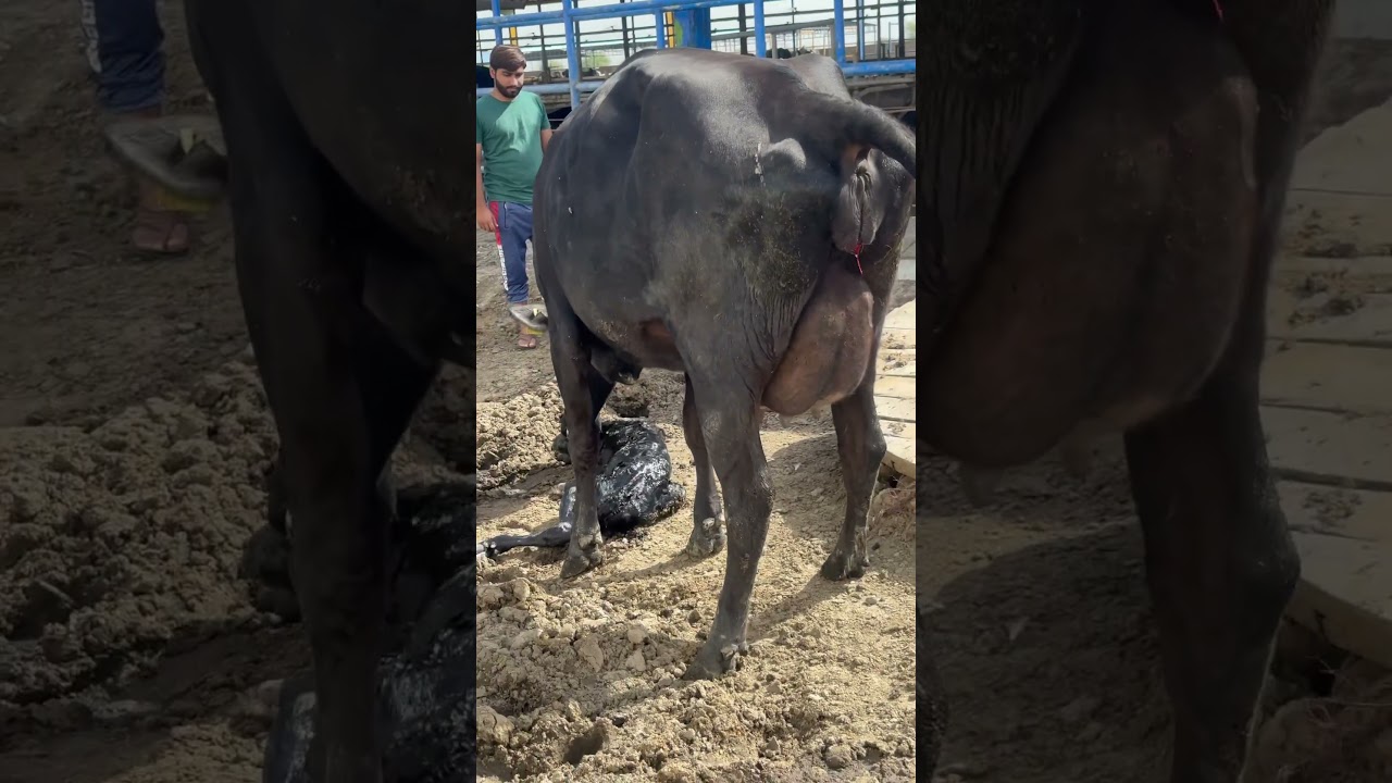 Black beauty 😊🐄