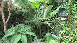 Cold Hardy Palms Rate Of Growth 2019 - 2022
