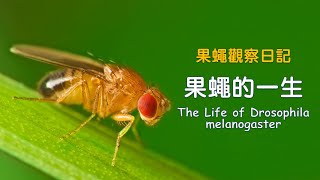 果蠅觀察日記 | 五分鐘認識果蠅的一生 | The Life of Drosophila melanogaster