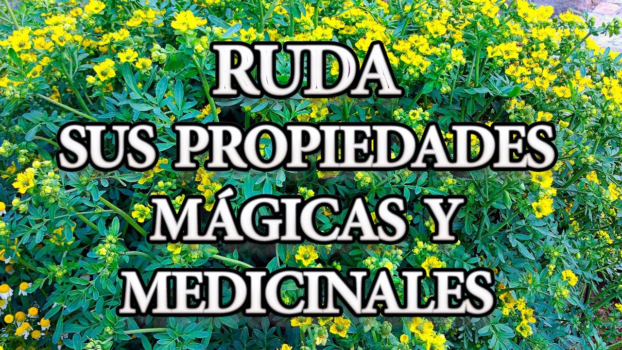 Resultado de imagen de ruda hierba magica