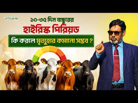 ১০ থেকে ৩৫ দিন হলো বাছুরের হাইরিস্ক পিরিয়ড! কি করলে মৃত্যুহার কমানো সম্ভব?