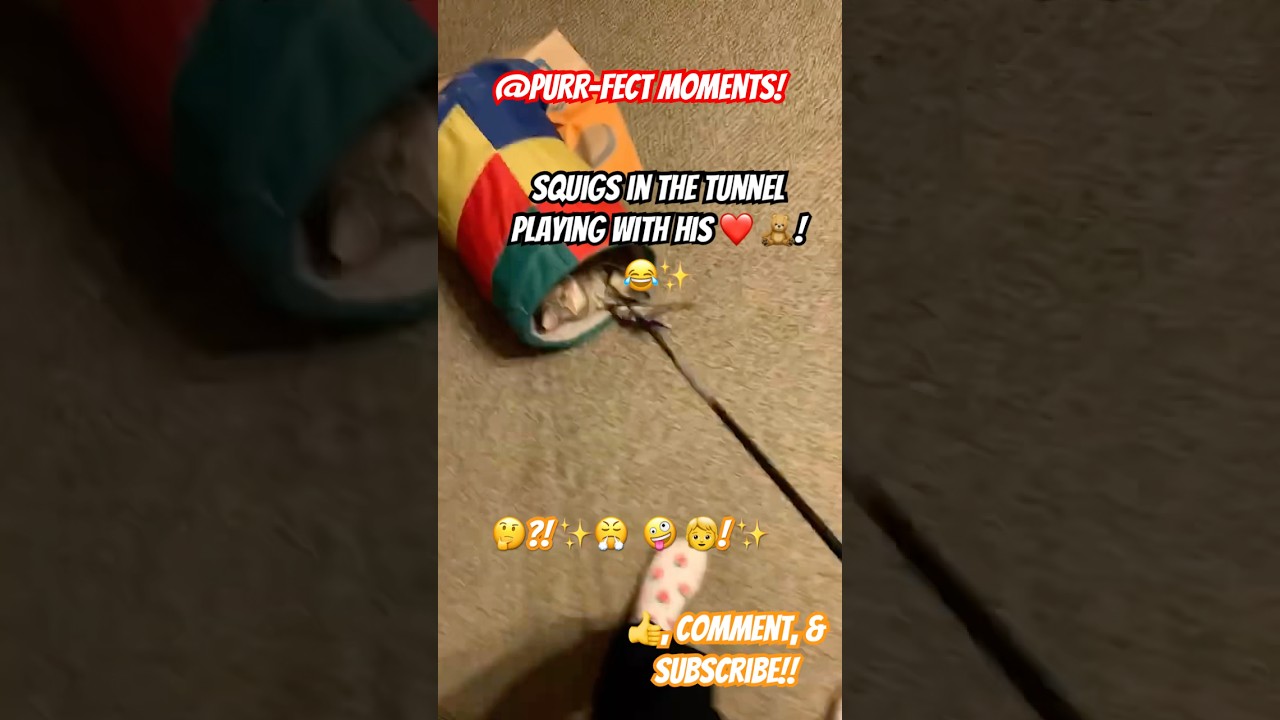 The Ultimate 🐈 Treat Taste Test Challenge! ✨😂 