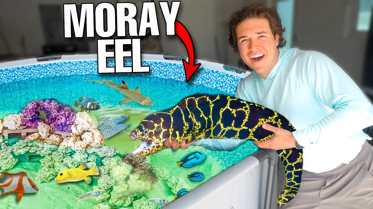 Finding MORAY EEL In Beach Rocks For My SALTWATER POND!