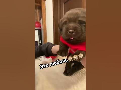 Сложно перестать тискать и целовать это чудо🥰🥰🥰 #labrador #dog #puppy # ...