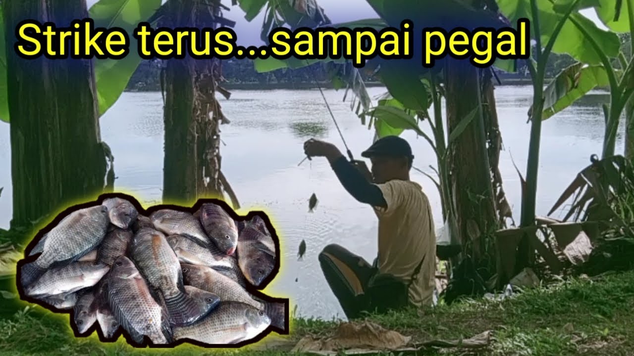 Strike terus sampai badan pegal, mancing nila di setu tipar