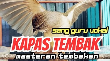 GURU VOKAL KAPAS TEMBAK GACOR SPEED RAPAT
