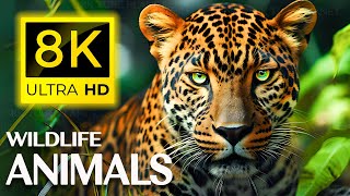 8K Animals - Immerse Yourself in the Captivating Wonders of 8K Animal Life Ultra HD