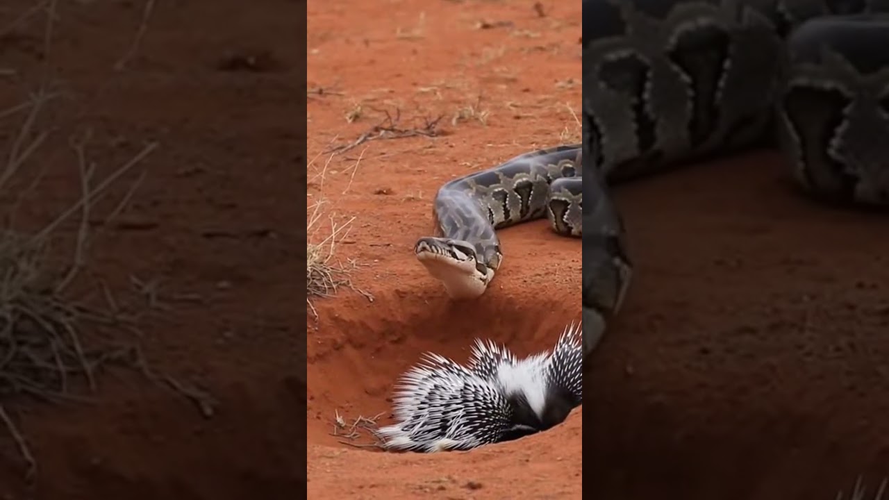 Massive python was defeated by porcupines epic battle ends 