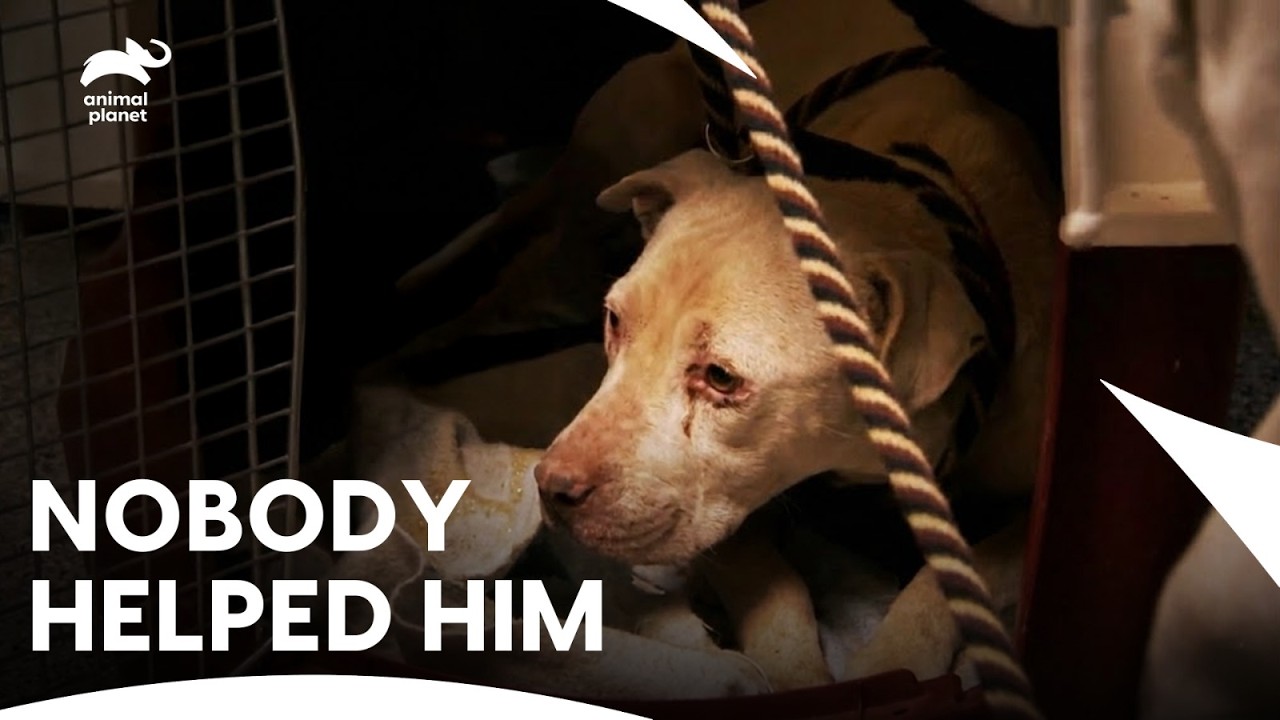 Собаку, больную раком, бросили умирать в заброшенном месте | Питбули и условно-досрочно освобожде...