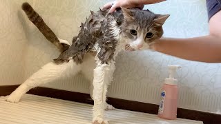 けい様　取り置き中　三毛猫ドラマー　流れ星流れるクローバー畑　Bathroom ひだまり(中部猫Lifeメンバー) on X: 