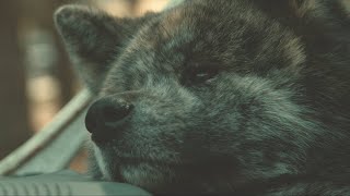 Pavell & Miro - Без Лимитno Limit