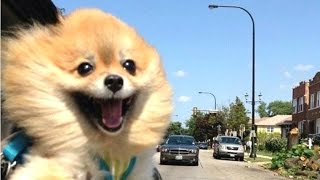 Funny Dogs - A Funny Dog Videos Compilation 2016 || NEW HD