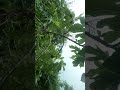 Yetişemedik Kız Evine Telli Koç Kervanı Geçti