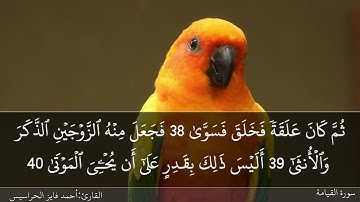 الصفحة 578 سورتيّ القيامة والإنسان بصوت القارئ المهندس أحمد فايز الحراسيس