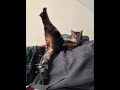 Funny Cats Compilation #3 (YOU WONT BELIEVE UNTIL YOU SEE)
