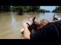 Houston spca equine water rescue may 28th 2016