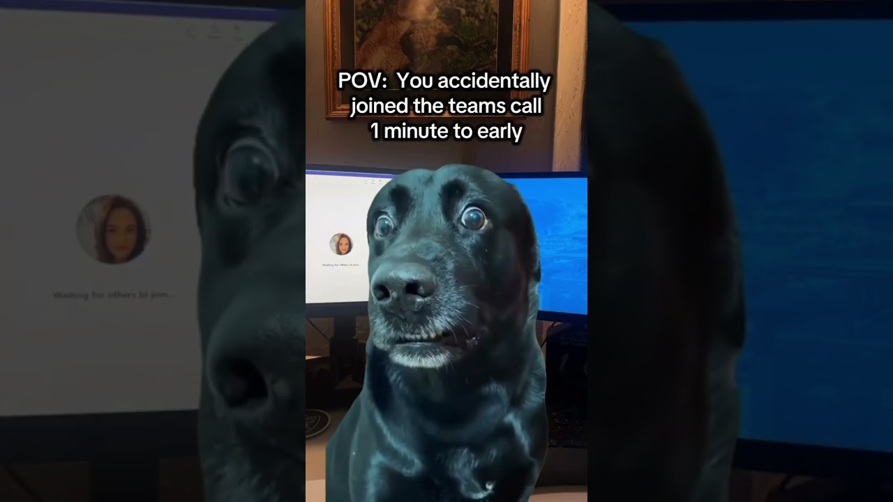 This Dog joined a teams call too early!