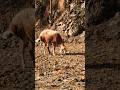 #RuralVibes #DesiAnimals #PeacefulNature #FarmLife #GoatLovers #ytshorts #goat