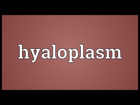 Header of hyaloplasm