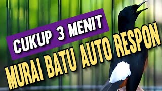 Pancingan MURAI BATU GACOR SUPAYA BUNYI  || Cukup 3 Menit murai batu auto respon !!