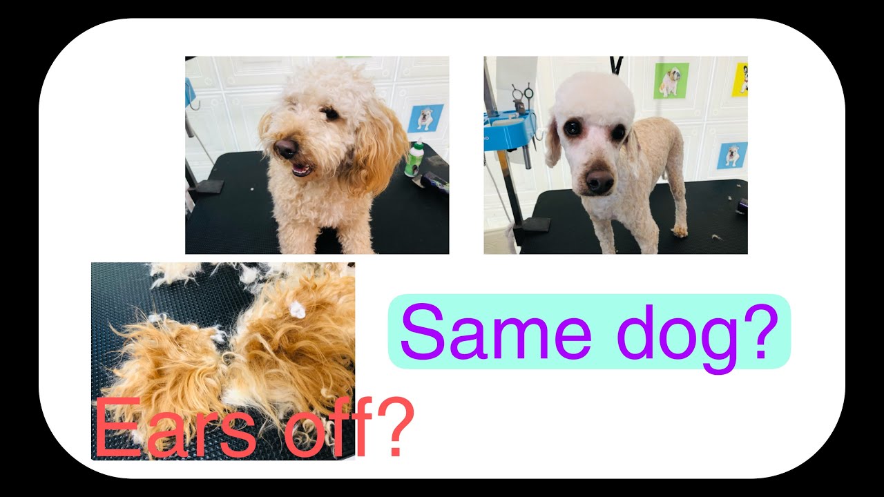 Dog Grooming | super matted ears!