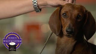 Best of Breed Minute: The Dachshund
